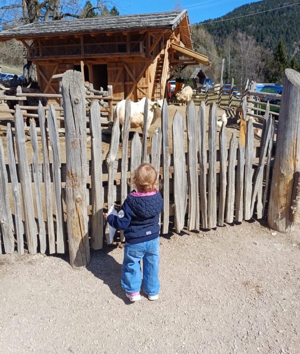 Ein Mädchen schaut Kühe hinter einem Holzzaun an. Una bambina guarda le mucche dietro a un recinto di legno.