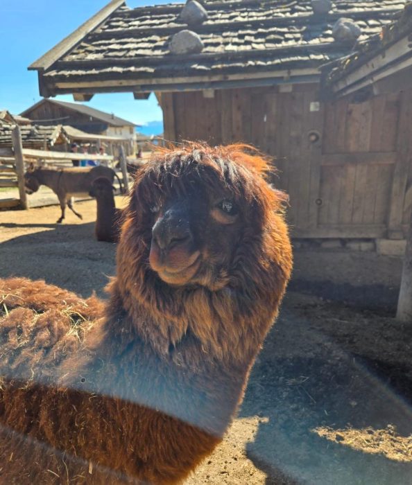 Ein Lama mit einem Esel im Hintergrund. Un lama con dietro un asino.