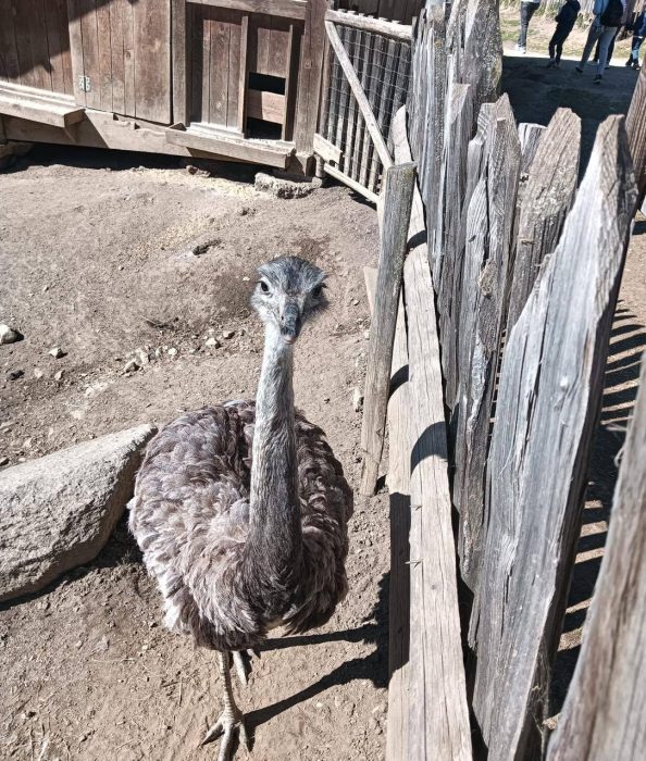 Ein Strauß blickt in die Kamera. Uno struzzo guarda la fotocamera.