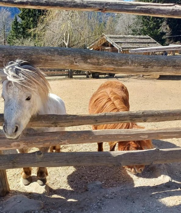 Zwei Ponys stehen hinter einem Zaun. Due pony dietro a un recinto.