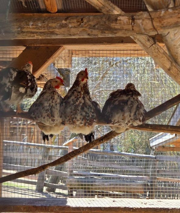 Vier Hühner sitzen auf einem Ast im Käfig. Quattro galline sono appollaiate su un ramo nella gabbia.