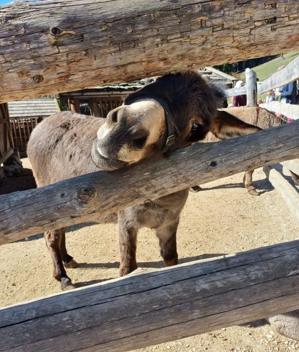 Ein Esel schaut in die Kamera, die Schnauze auf den Zaun gestützt. Un asino guarda la fotocamera col muso appoggiato sul recinto.