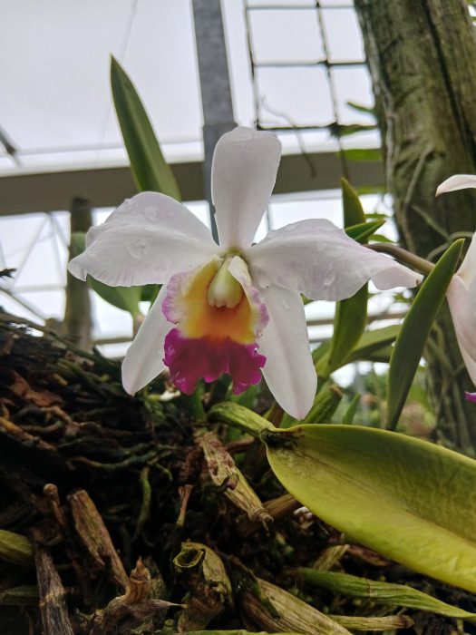 Weiße Orchidee mit gelb-pinker Mitte und Wassertropfen in einem Gewächshaus.